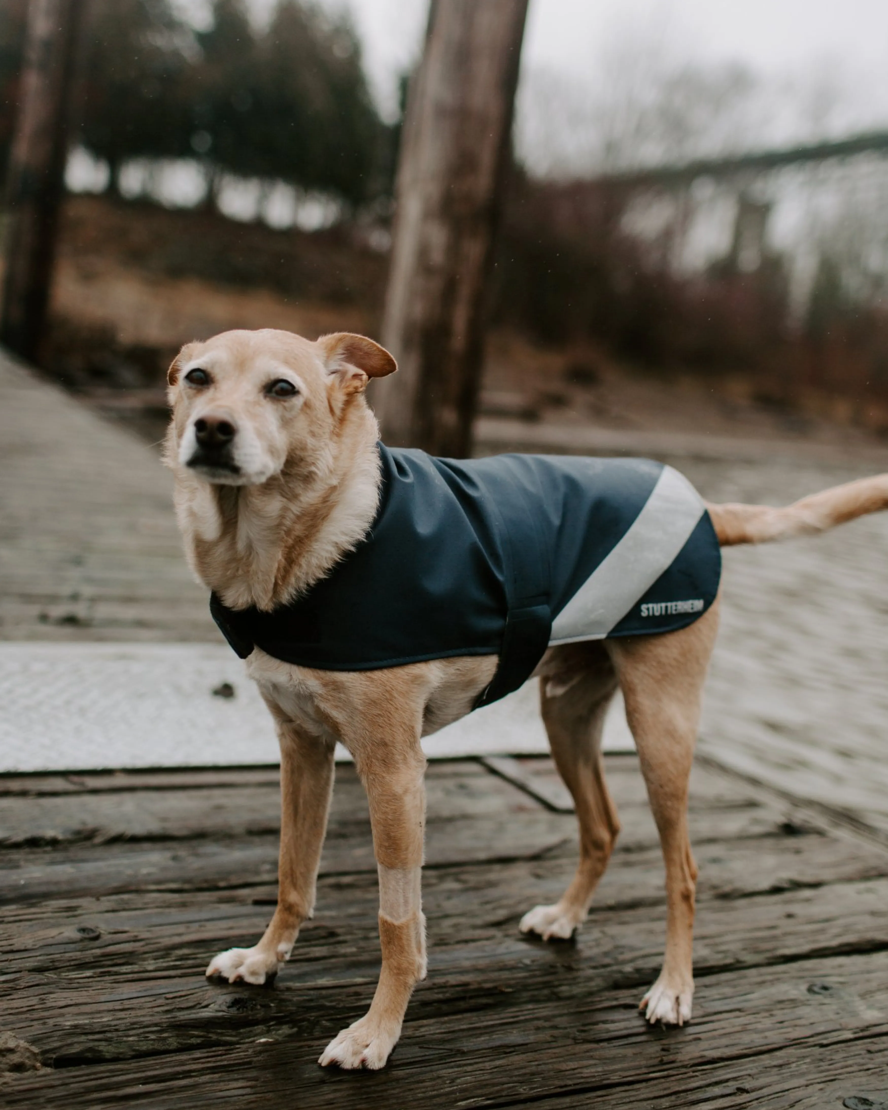 STUTTERHEIM Dog Raincoat^Women Dog Raincoats | Dog Raincoats