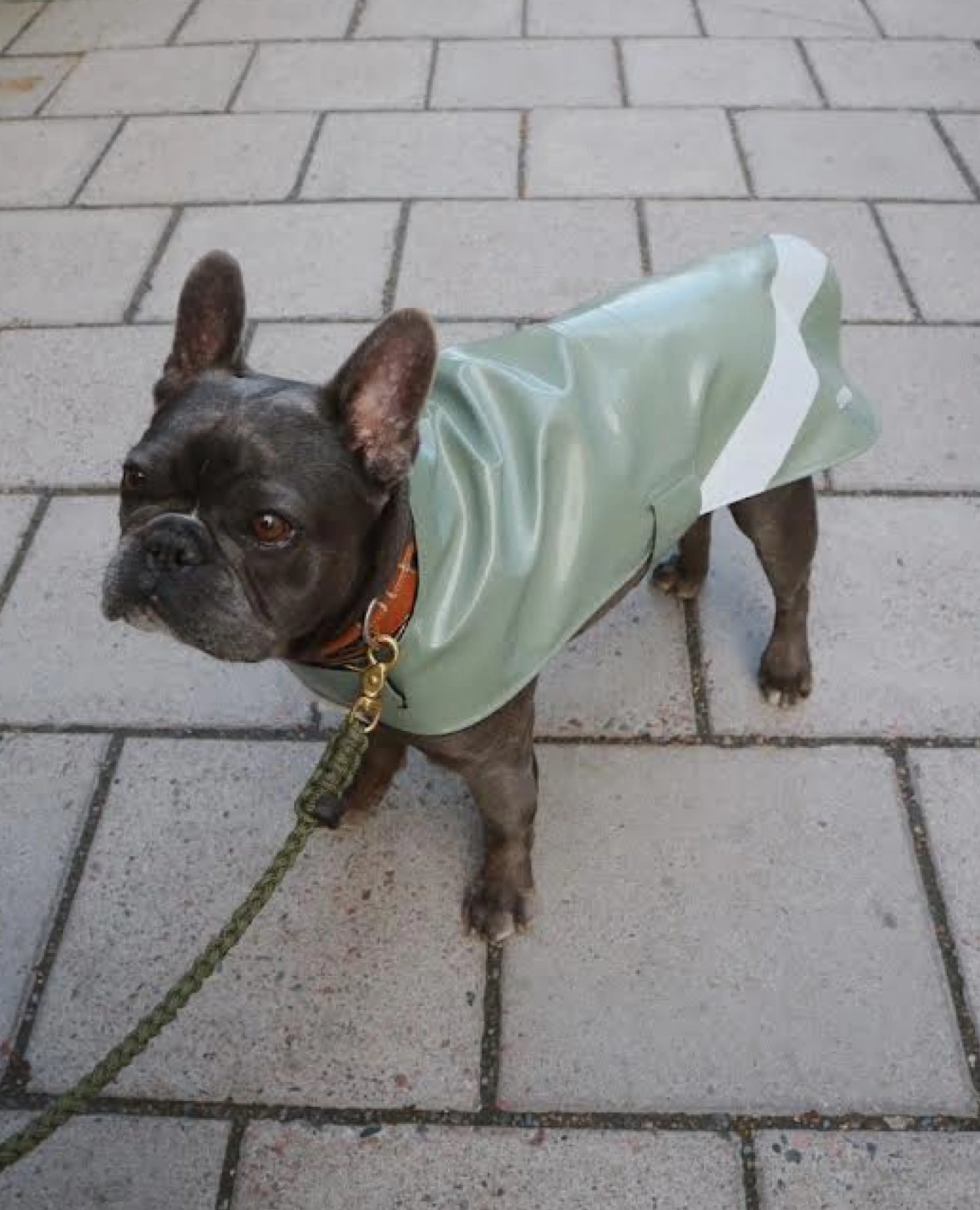 STUTTERHEIM Dog Raincoat Opal^Women Dog Raincoats | Dog Raincoats